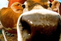 Россия запретила пускать в страну коров из ЕС