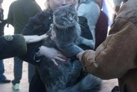 В Новороссийске верующие хозяева решили искупать кота в море на Крещение