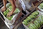 Изъятые в Бельгии наркотики стоимостью полмиллиарда евро прятались среди бананов