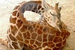 Кадыров готов приютить жирафа Мариуса во избежание повторения трагедии