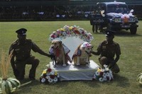 Правительство Шри-Ланки раскритиковало свадьбу полицейских собак