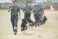 На Маврикии обучают собак искать наркотики в тюрьмах
