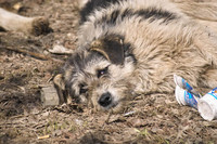 Калининградская облдума готовит законопроект об уголовной ответственности для граждан, бросивших своих домашних животных