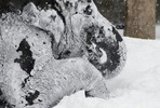 Индийских слонов в России в 40-градусный мороз подстраховали водкой от обморожения