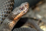 В астраханском супермаркете змея до смерти покусала ребенка