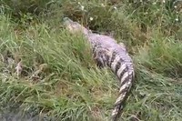 Крокодил в Екатеринбурге скрывается от полиции