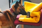 В Германии первая собака, научившаяся искать мобильные телефоны, получила диплом