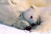 Суррогатное материнство спасет популяцию белых медведей