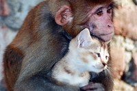 Новым иранским космонавтом станет обезьяна, а не персидский кот