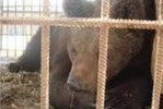 Штрафы за незаконное содержание медведей  в Приморье обернулись расстрелами  животных